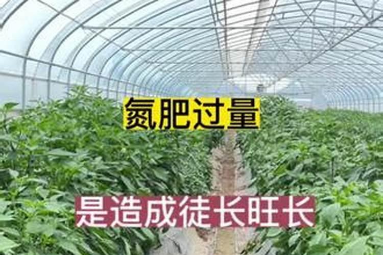 司尔特复合肥2025价格表
