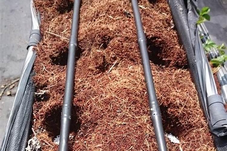 磷肥可以直接撒在根部吗