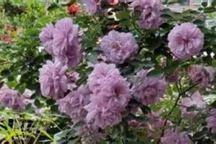 生化黄腐酸钾如何生产