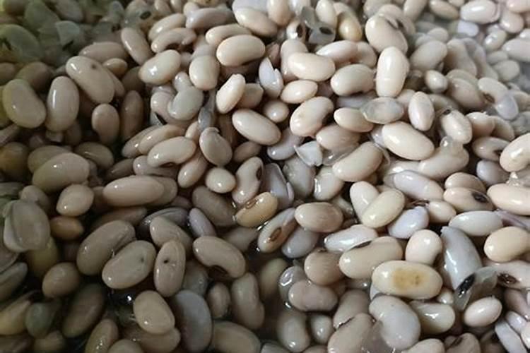 黄豆可以做肥料吗