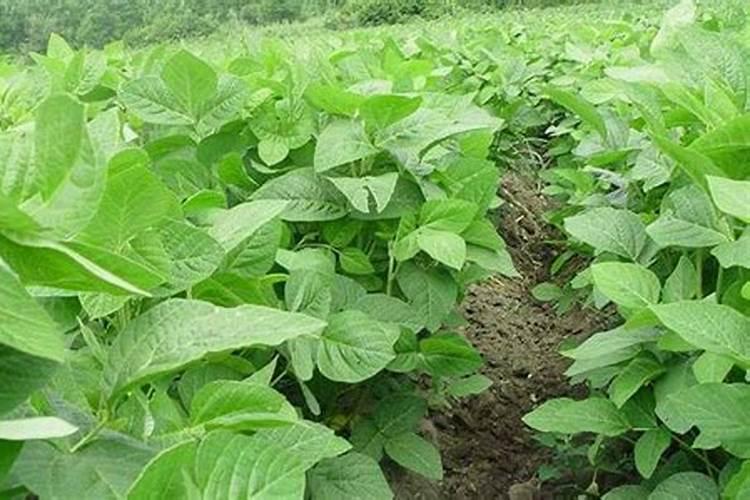 黑豆什么时候种植最好