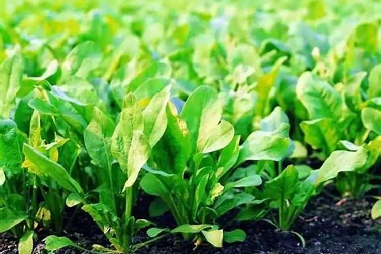 菠菜用哪类肥料可以长得快一些