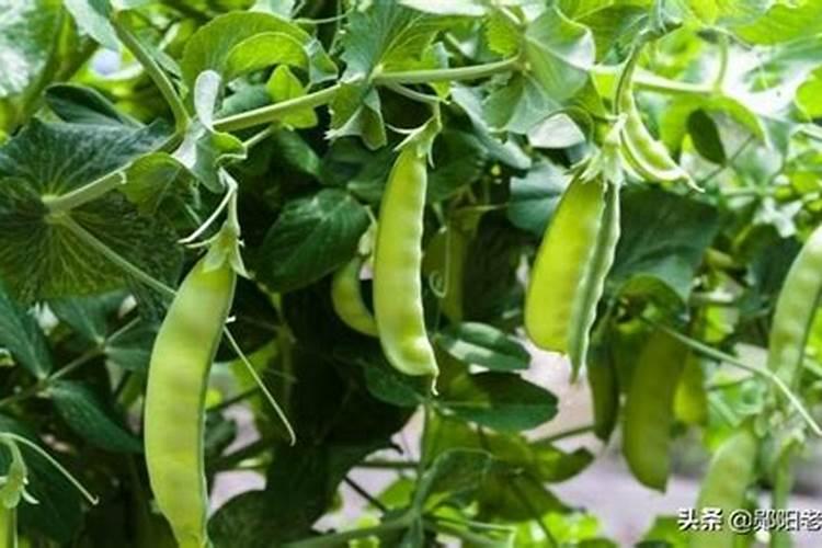 请问家里有什么东西是氮肥呢