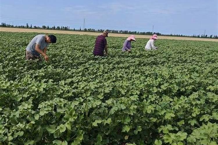 内蒙古土默特右旗有沙漠修复加施肥项目吗？