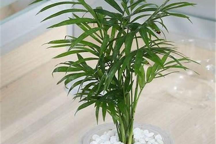 袖珍椰子浇什么肥料合适