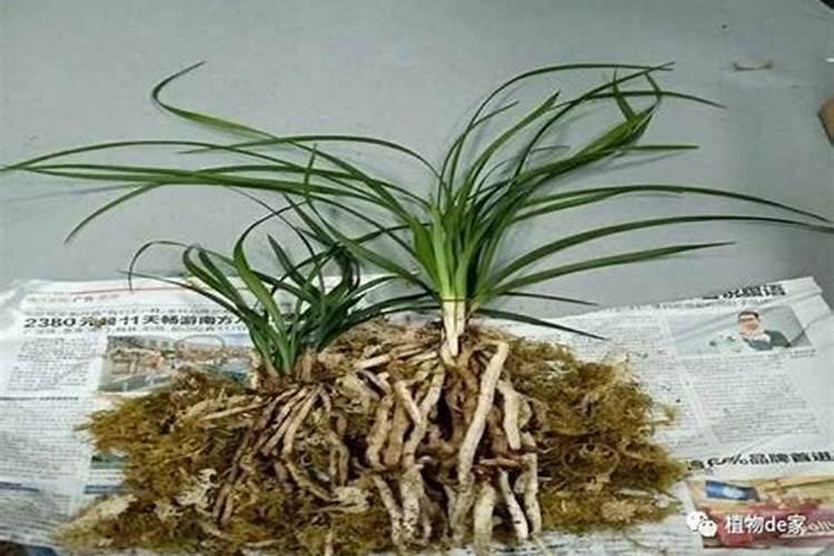 给兰花补充过磷酸丐好不好？