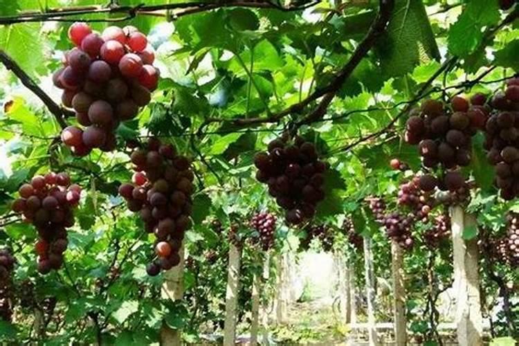 葡萄膨大期施肥技术