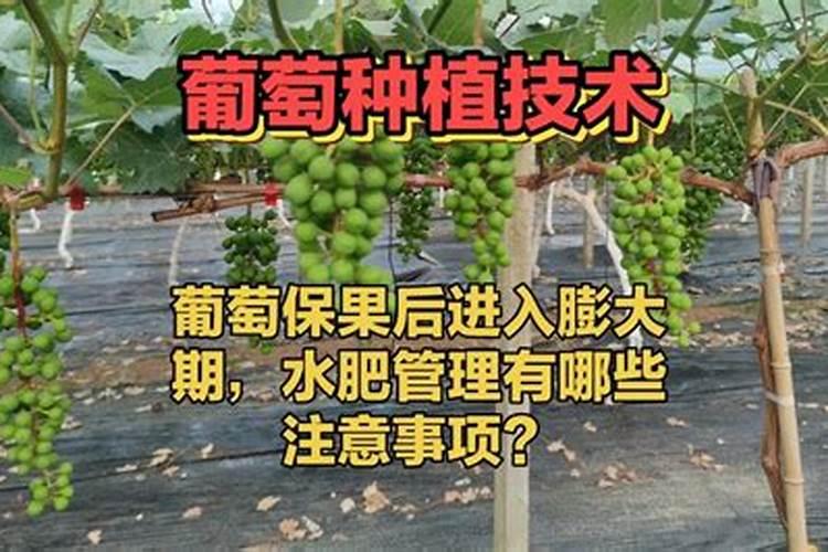 种植葡萄想要高产质优,膨大期管理是关键,管理措施有哪些？