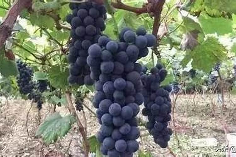 葡萄膨大期施肥诀窍