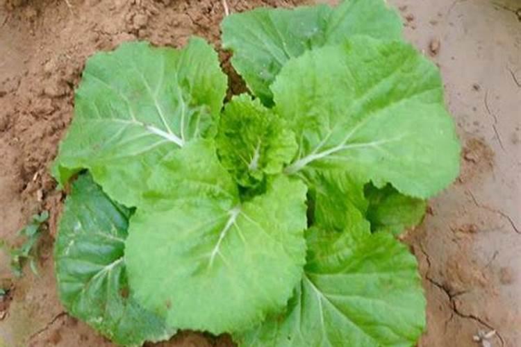 大白菜烂根的原因及防治方法