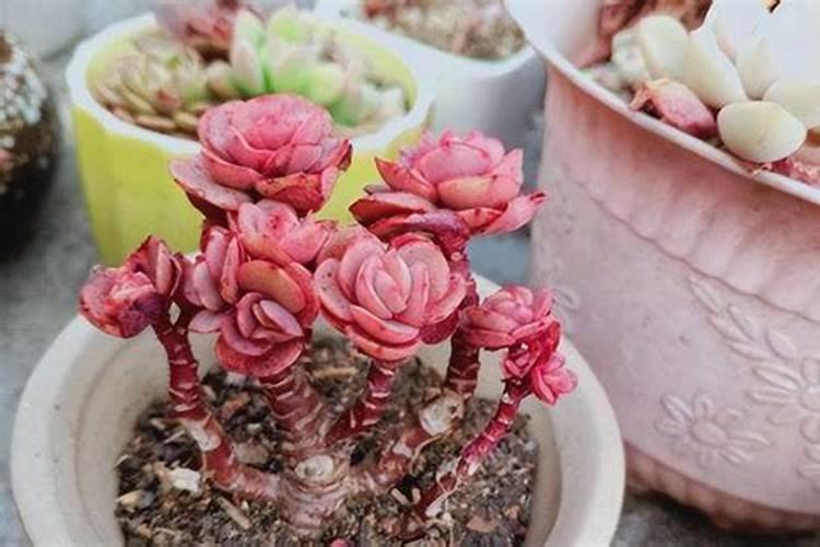 石榴皮可以做花肥吗