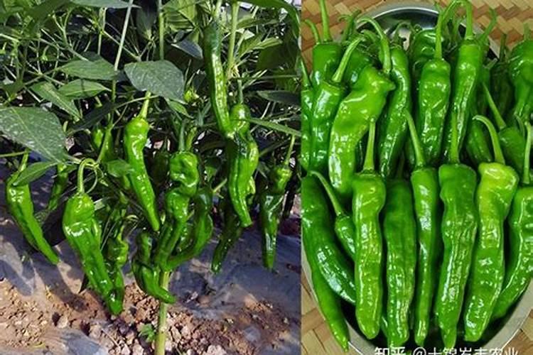 辣椒苗种下后多久能施肥？