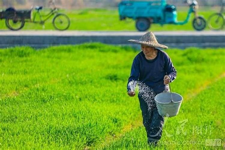 麦子能施化肥吗,怎么施肥好？