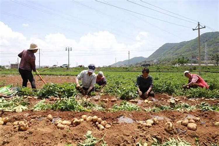 土豆的种植方法