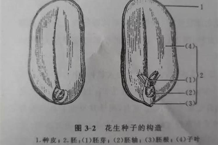 哪些植物可以做绿肥