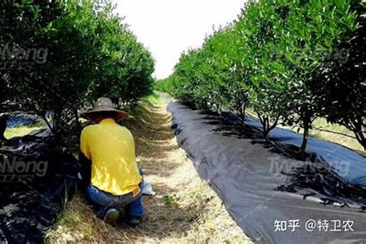 什么鱼最适合在藕塘里面养殖