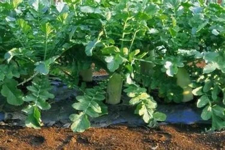 平衡水溶肥配方