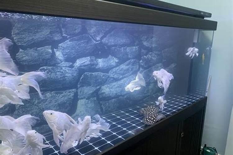 家里的花应该怎么施肥？