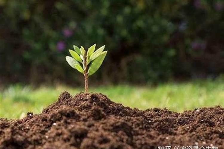 种小麦用什么样的复合肥最好