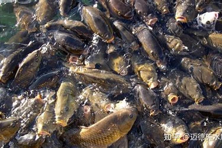 鱼缸氨氮和余氯哪个危害大
