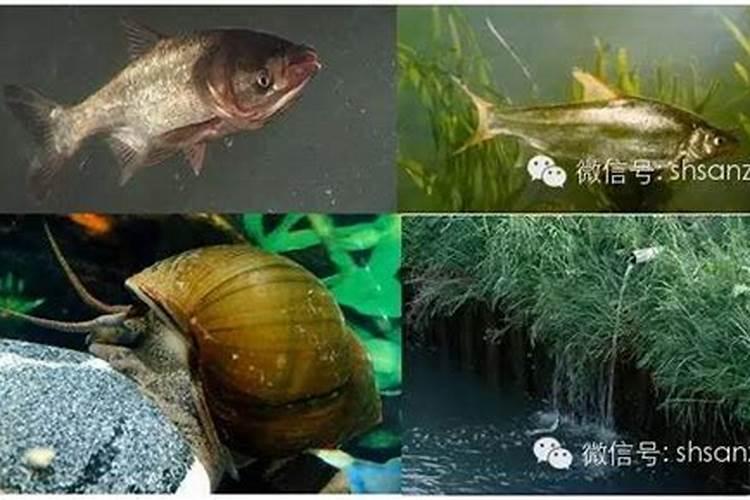 什么是氨氮？水产养殖氨氮产生、超标危害及检测控制