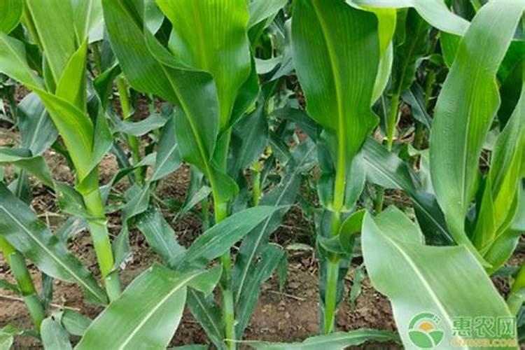 一亩地韭菜撒30斤化肥可以吗