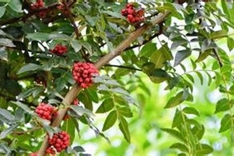 欣力美减肥片有用吗？效果会反弹吗