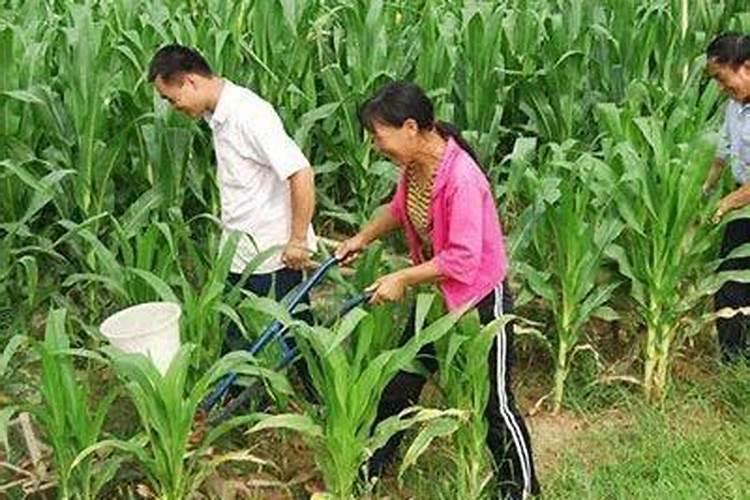 玉米喷施叶面肥效果怎么样