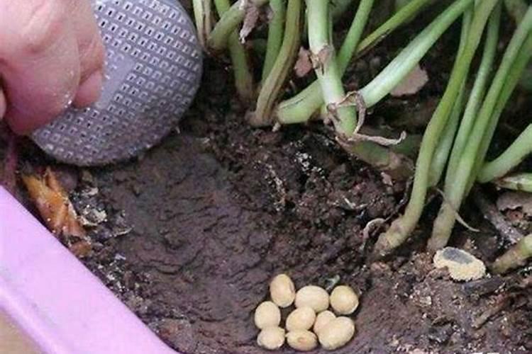 栀子花开花了要施肥吗