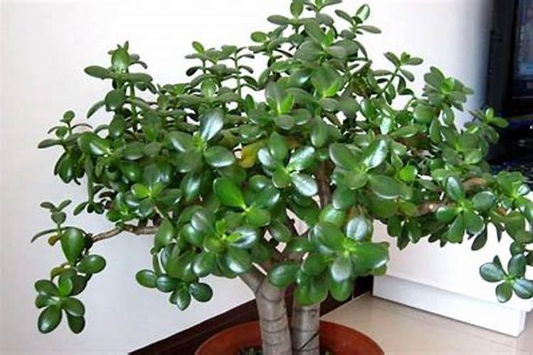 有机肥为什么要腐熟？