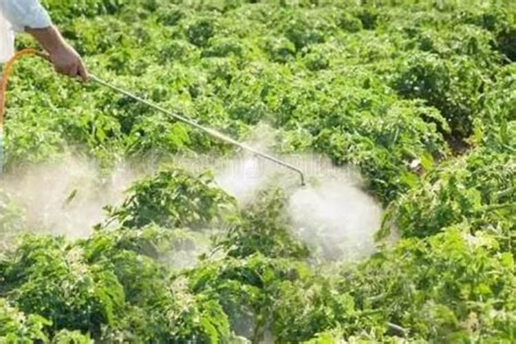 从发的茄子苗适合浇什么肥