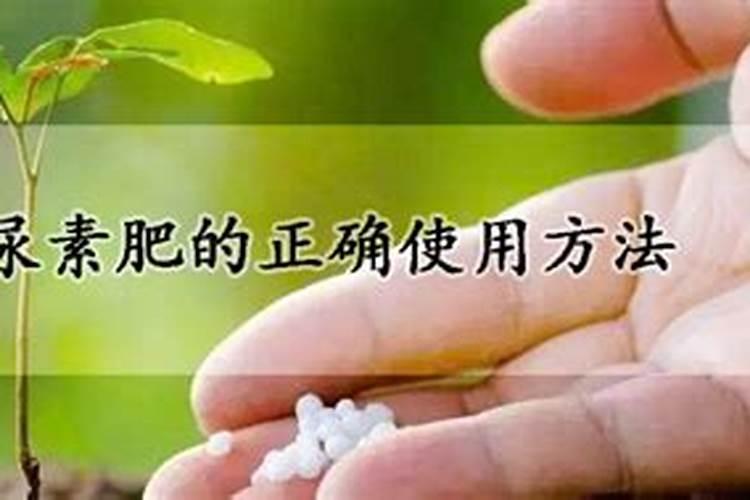 青菜施肥用复合还是尿素