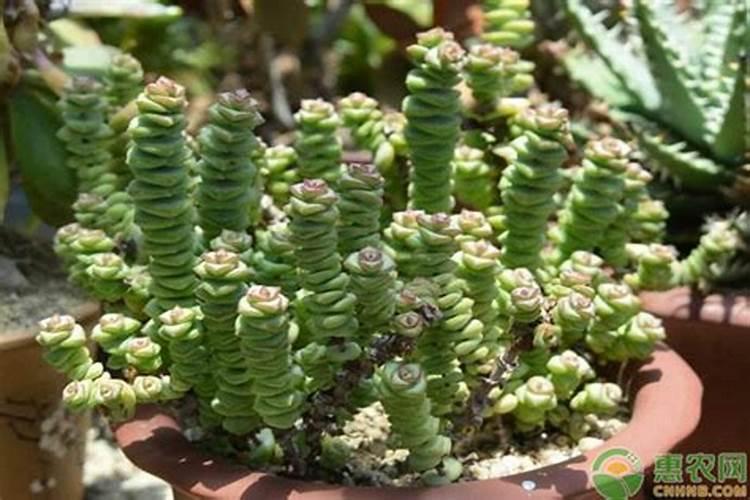 钱串子花施什么肥