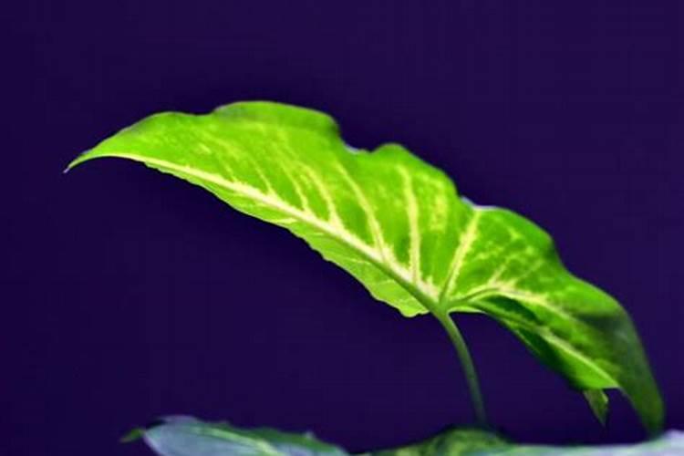 酵母菌可以沤肥吗