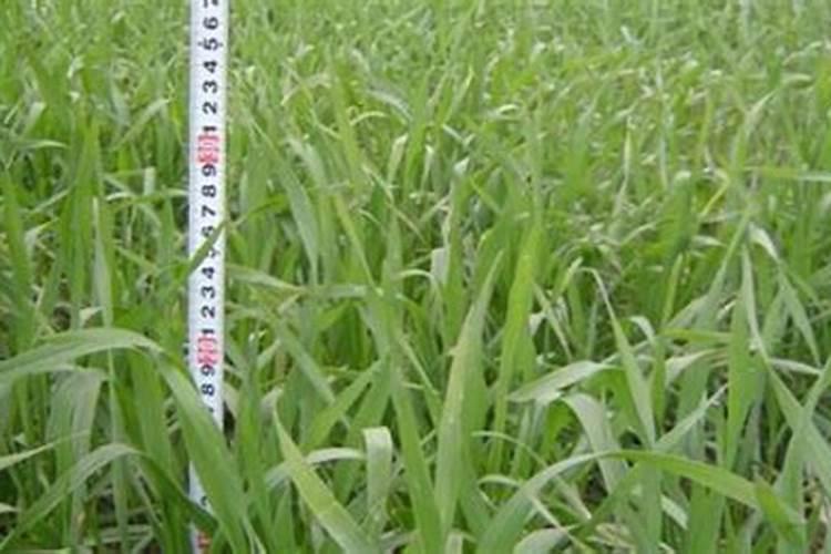 怎么给彼岸花施肥