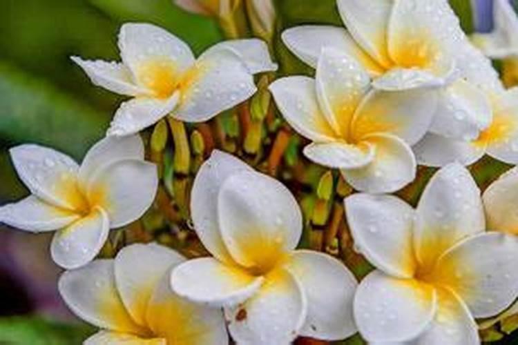 家里？植物用什么肥料好