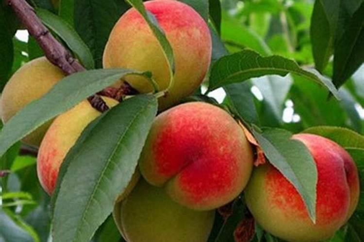 桃树苗该怎么培育