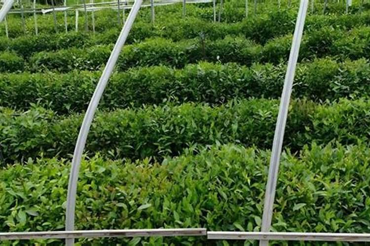 雷竹如何种植能高产 雷竹怎么种植能高产