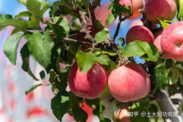 盆栽西红柿的种植方法