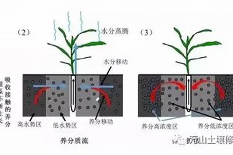 植物如何通过根系吸收水分？
