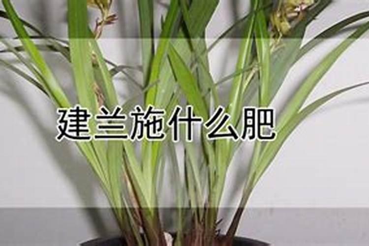 6月份建兰开花后该如何养护管理？