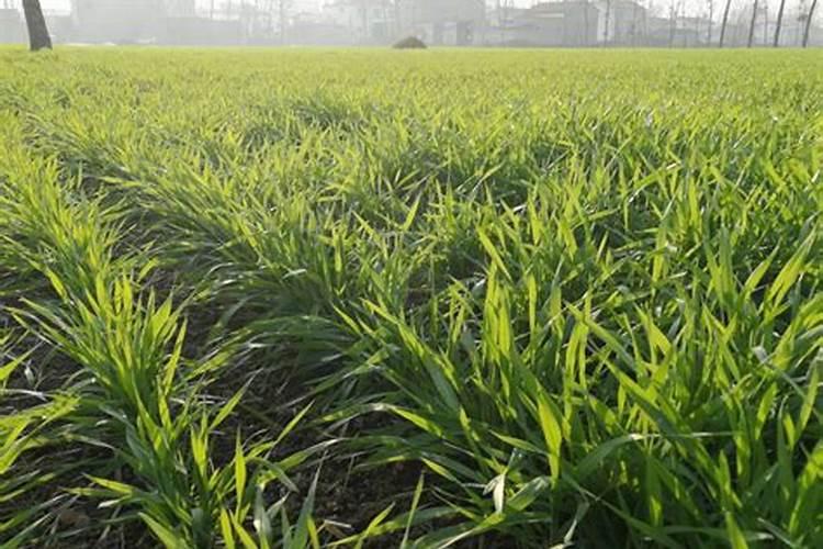 小麦浇冻水需要使用尿素吗