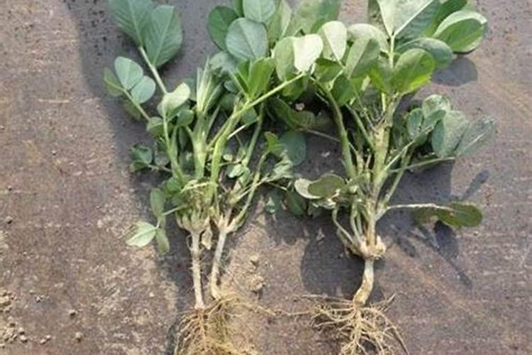 促进植物生根的方法是什么？