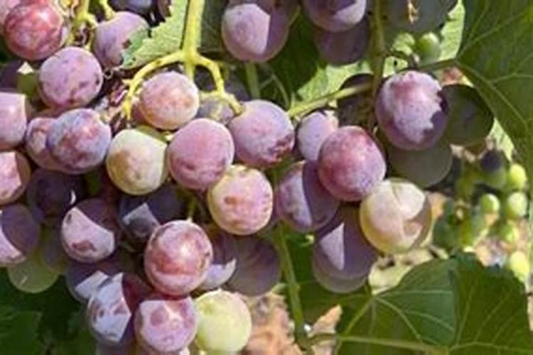 杀菌剂可以分为哪几类