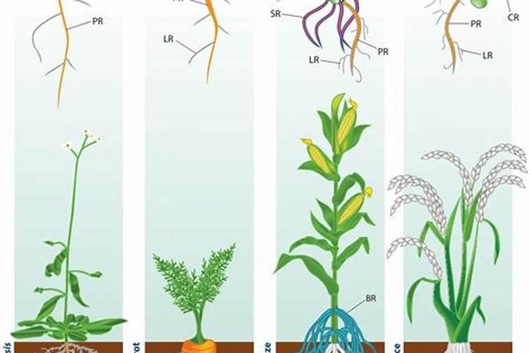 种菜施肥不用愁!记住“氮磷钾”用法口诀