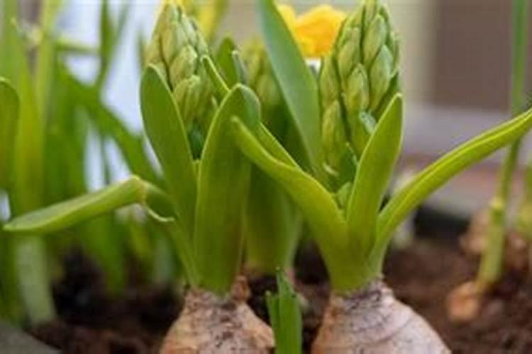 郁金香开花后怎么养护