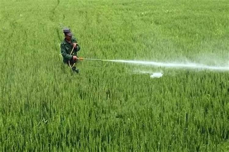 阳台养多肉,可以使用哪些自制肥？