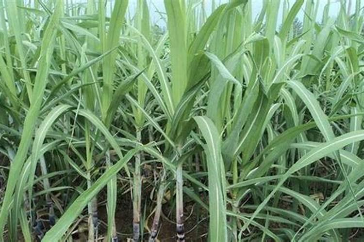 木材的锯末能当农作物肥料吗 木屑怎么加工发酵成有机肥