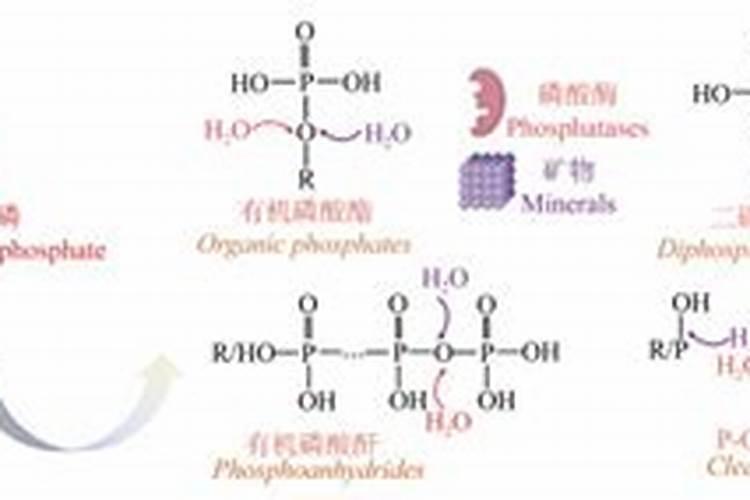 慢镜头:国米想用贝西诺交换戈麦斯,目前亚特兰大并不感兴趣
