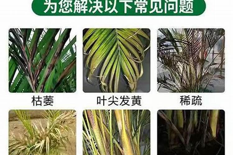 散尾葵浇什么肥料合适